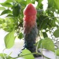 Geeba Fruits Silicone Butt Plug - 01